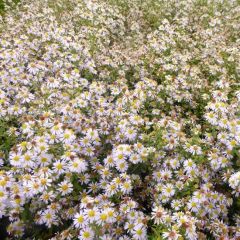 Aster ericoides  ‘Erlkönig’