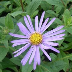 Aster frikartii 'Mönch’