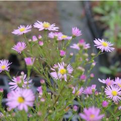 Aster hybr. 'Pink Star'