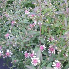 Aster lateriflorus ‘Horizontalis’