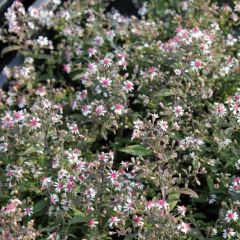 Aster lateriflorus ‘Prince’