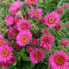 Aster novae-angliae ‘Andenken an Al. Pötschke’