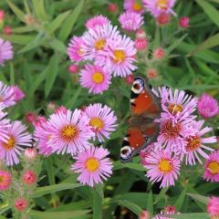 Aster novae-angliae ‘Harrington’s Pink’