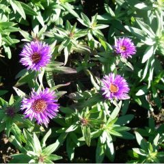 Aster novae-angliae ‘Purple Dome’