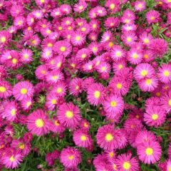 Aster novi-belgii ‘Crimson Brocade’