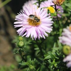 Aster novi-belgii ‘Fellowship’