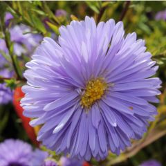 Aster novi-belgii ‘Marie Ballard’