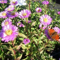 Aster novi-belgii ‘Sarah Ballard’