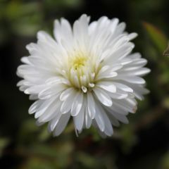 Aster novi-belgii ‘White Ladies’