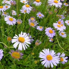 Aster tongolensis ‘Wartburgstern’