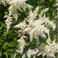 Astilbe (A) ‘Brautschleier’