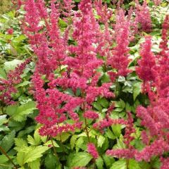 Astilbe (A) ‘Fanal’