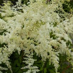 Astilbe (J) ‘Deutschland’