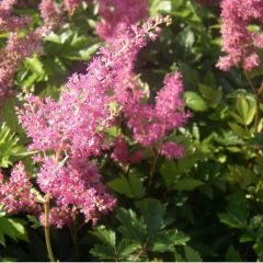 Astilbe (J) ‘Rheinland’