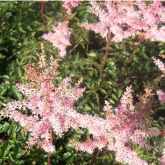 Astilbe (S) ‘Hennie Graafland’