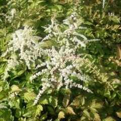 Astilbe (T) ‘Prof. van der Wielen’