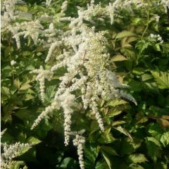 Astilbe (T) ‘Straussenfeder’