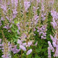 Astilbe chinensis ‘Pumila’