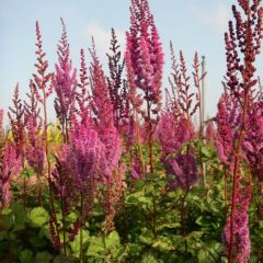 Astilbe chinensis ‘Superba’