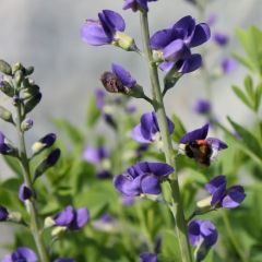 Baptisia australis