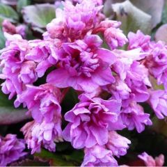 Bergenia ‘Abendglut’