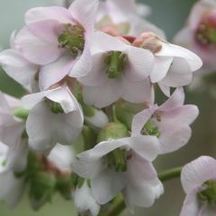 Bergenia ‘Baby Doll’