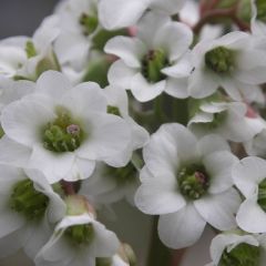 Bergenia ‘Bressingham White'