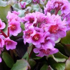 Bergenia ‘Morgenröte’