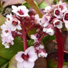 Bergenia ‘Silberlicht’