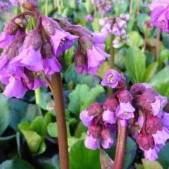 Bergenia cordifolia