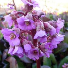 Bergenia cordifolia ‘Purpurea’