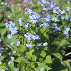 Brunnera macrophylla