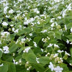 Brunnera macrophylla ‘Betty Bowring’