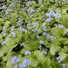 Brunnera macrophylla ‘Jack Frost’®