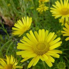 Buphthalmum salicifolium