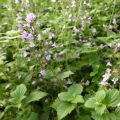 Calamintha nepeta ‘Blue Cloud’