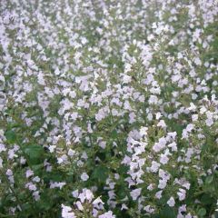 Calamintha nepeta subsp. nepeta