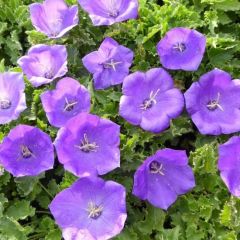 Campanula carpatica ‘Blaue Clips’