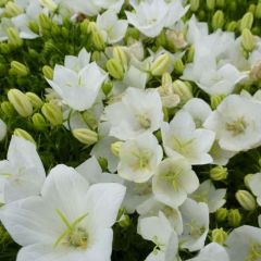 Campanula carpatica ‘Weisse Clips’