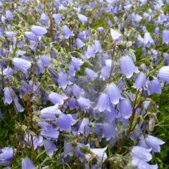 Campanula cochleariifolia ‘Blue Baby'