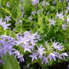 Campanula garganica