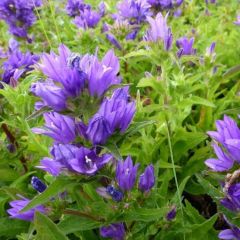 Campanula glomerata ‘Acaulis’