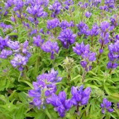 Campanula glomerata ‘Superba’