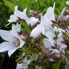 Campanula lactiflora ‘Alba’