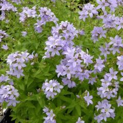 Campanula lactiflora ‘Loddon Anna’