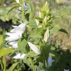 Campanula latifolia 'Macrantha Alba'