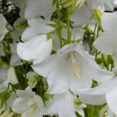 Campanula persicifolia ‘Alba’