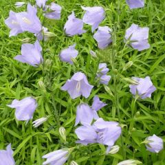 Campanula persicifolia ‘Telham Beauty’