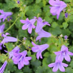 Campanula portenschlagiana 