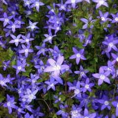 Campanula poscharskyana